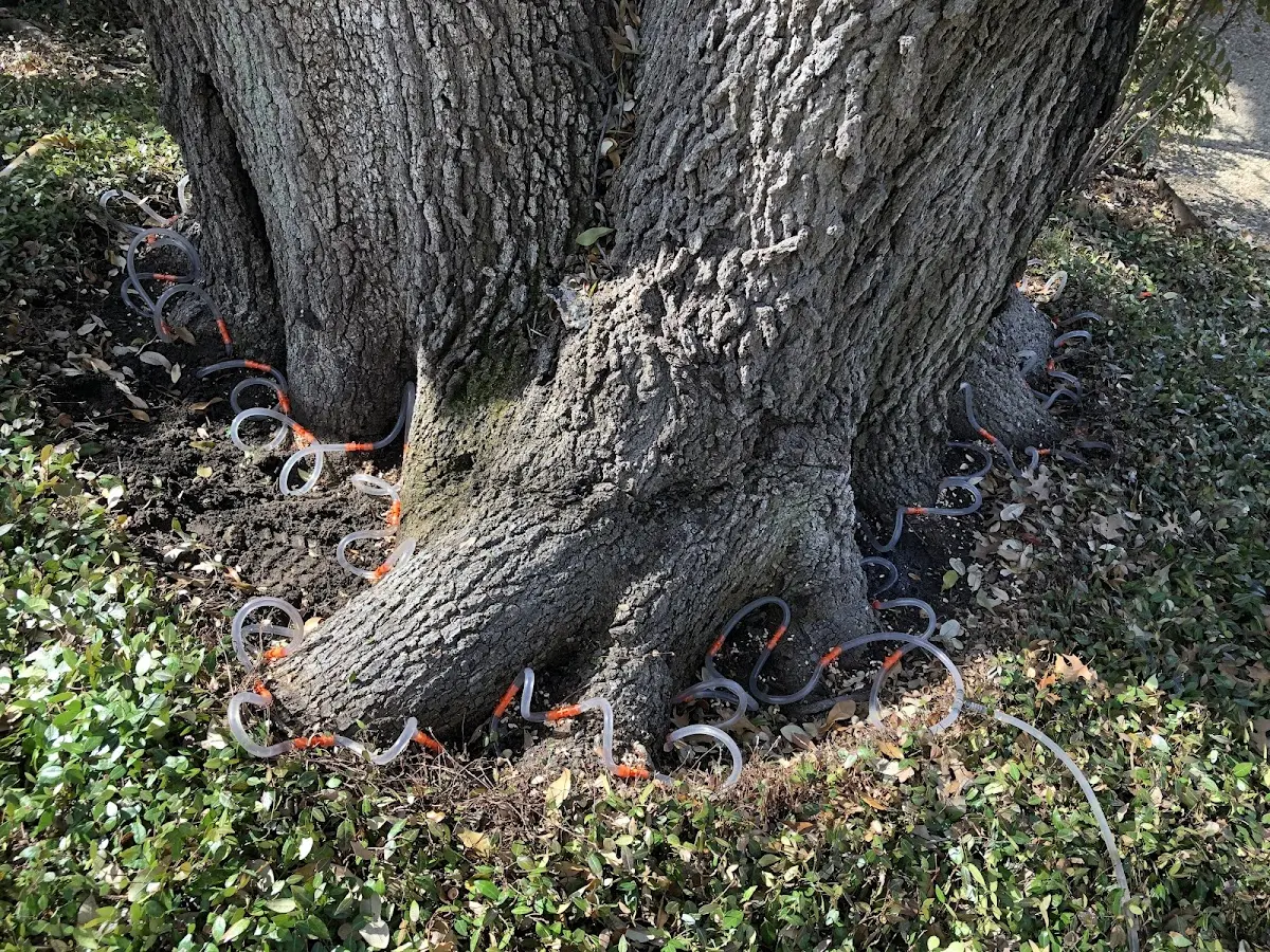 Detailed Tree Cabling and Bracing job site in Farmers