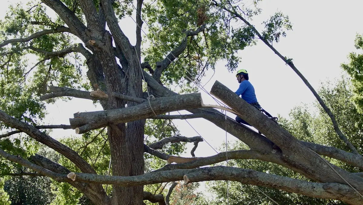 Professional Hazardous Tree Removal performed by certified arborists in Farmers