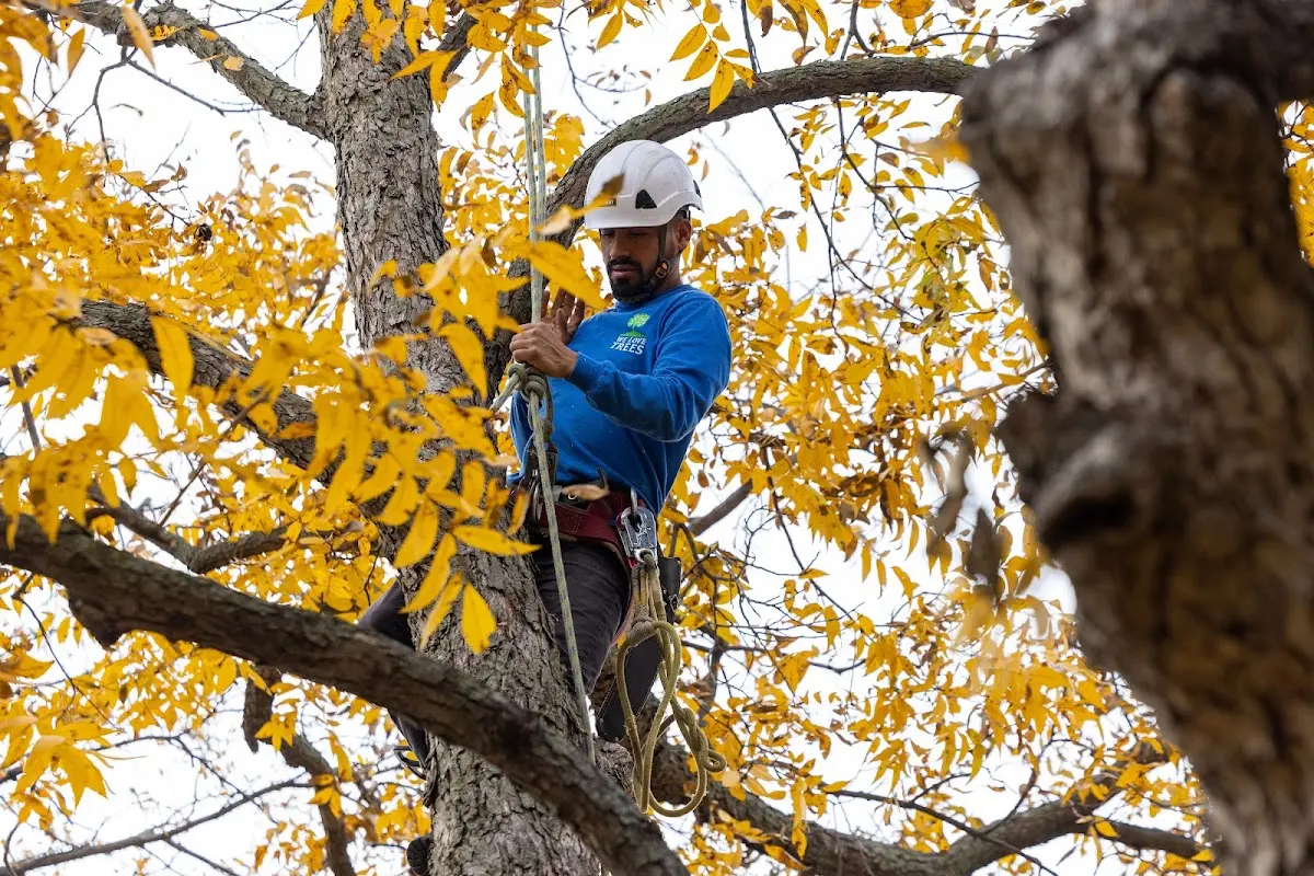 Skilled Dead Tree Removal crew working in Farmers
